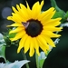 Koele dreven , zonnebloemen en wilde kaardenbol met  bijen 19 Ju 