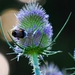 Koele dreven , zonnebloemen en wilde kaardenbol met  bijen 19 Ju 