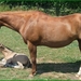 Paard van Sebilla met veulen 2010