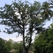De heilige boom van de Maya's, de Ceiba