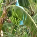 de Mayasite van Quirigua ligt tussen bananenplantages