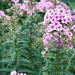 25 Juli Boureng bloemen en veldkapel en cavair 065