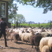 schapen in Holtenbroek