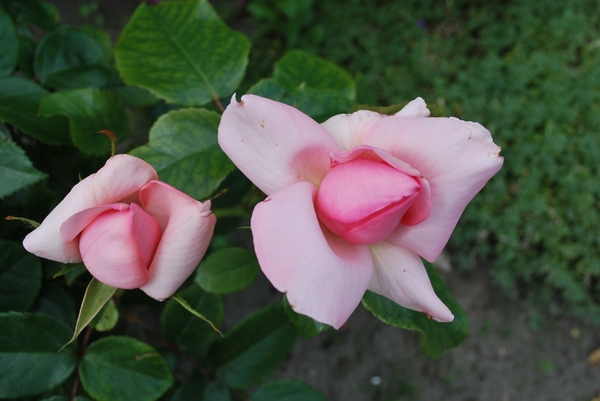 Rose rozen