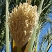 Zaadlijst palmboom