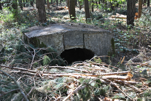 New Zealand Bunker in het bos
