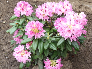 bloemenweelde 14 april 2009 063