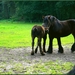 Brabants trekpaard  en veulen