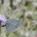 Bosblauwtje op Akkerdistel