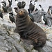 5c Beagle kanaal cruise _Isla de Los Lobos _Fur Seals EV1