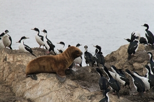 5c Beagle kanaal cruise _Isla de Los Lobos _South-American Sea Li