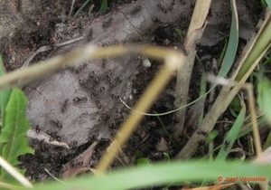 mieren vinden het niet leuk als er in de buurt van hun nest gemaa
