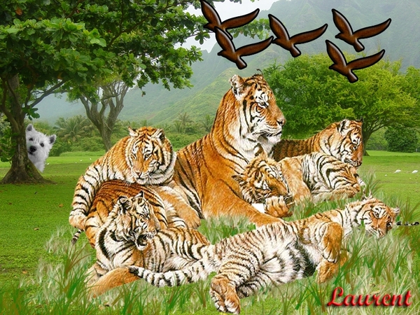 tijgers
