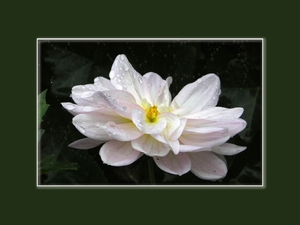 001 witte natte bloem