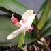 Dubbele orchideeenbloem