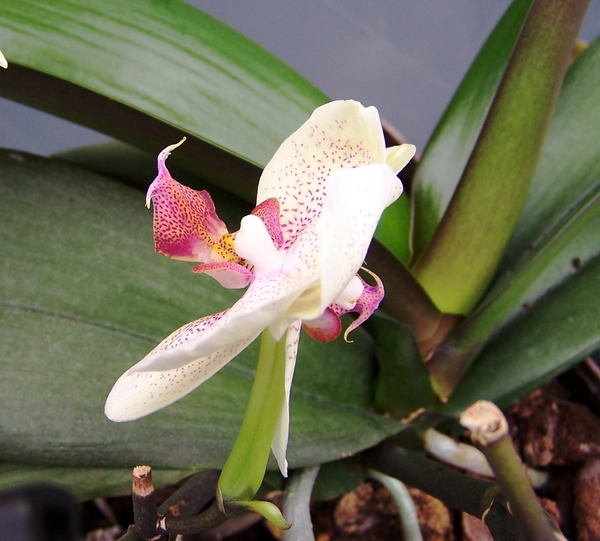 Dubbele orchideeenbloem