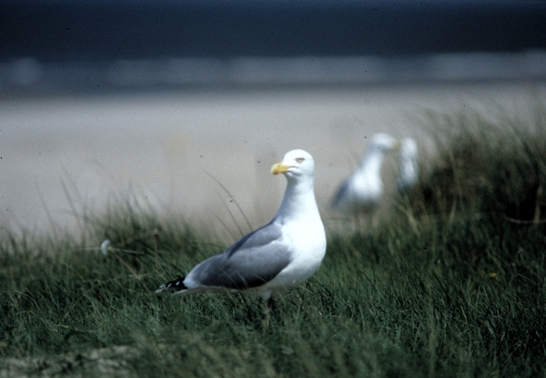 Afsluitdijk