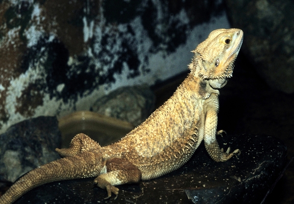 Iguana Vlissingen