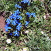 Blauwe bloemetjes