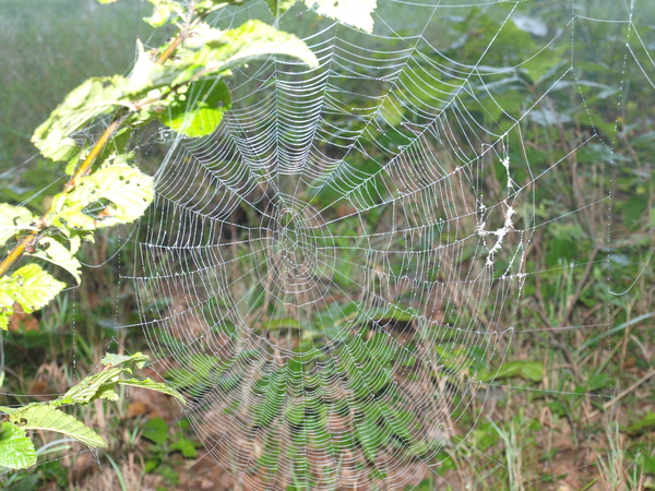 De nete - Spinneweb