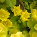 gele klimplantjes