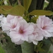 bloemen van japanse kerselaar