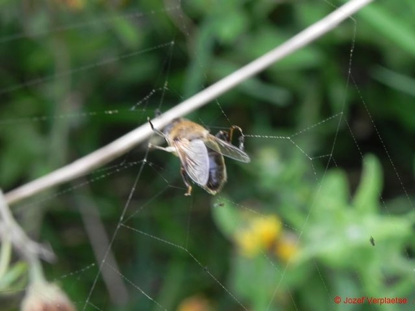 als er geen spin in dit web woont is mijn dood volledig zinloos, 