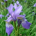 Iris Sibirica - blauw