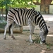 2010-09-17 Zoo Sennet (269)