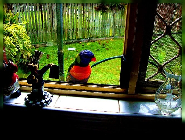 vogels,rainbow lorrikeets,Australie,