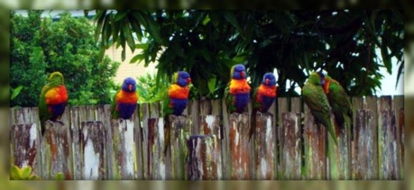 vogels,rainbow lorrikeets, Australie,