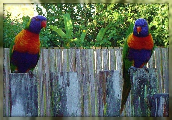 vogels, rainbow lorrikeets, Australie