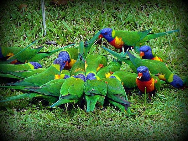 Vogels,Rainbow lorrikeets,Australie,
