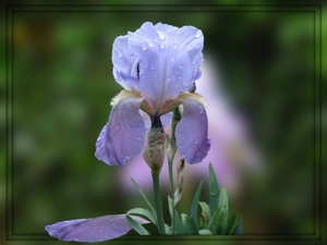 0-             -Purple-Lili Flower-1-
