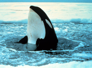 orca-in-ice