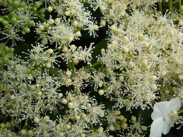 hydrangea petiolaris sterk ingezoomd