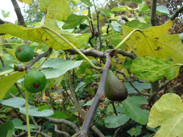 Ficus carica of.....vijgenboom