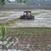 Tractor in rijstvelden
