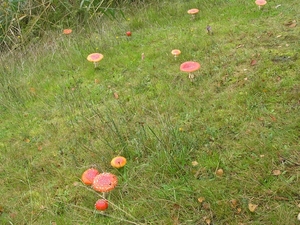 Weerterbergen Dikkie 160