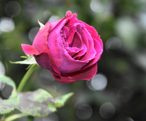 roos uit eigen tuin