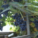 druiven in eigen tuin