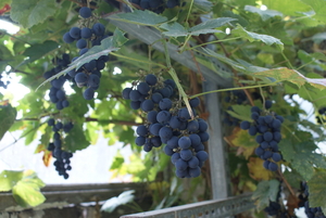druiven in eigen tuin