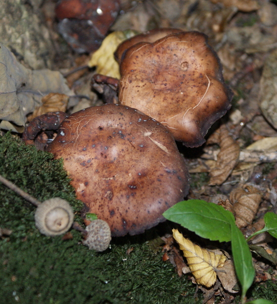 boswandeling - paddenstoelen
