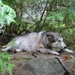 Wachthond bij de sucrerie : Kruising wolf/husky