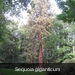 Sequoia giganticum