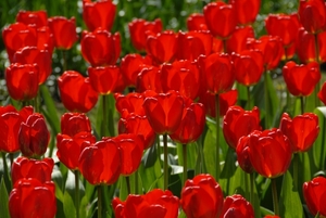 Tulpen