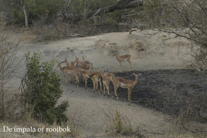 De impala of rooibok