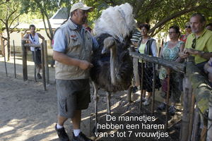 Oudtshoorn - Struisvogels