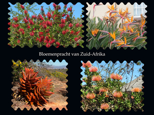 Bloemen Zuid-Afrika