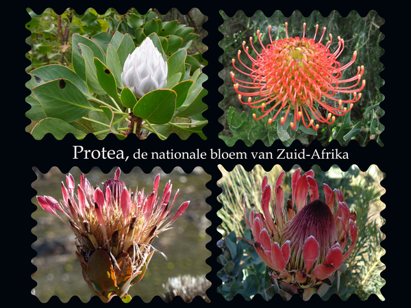 Bloemen Pracht Zuid-Afrika